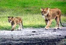 Ngorongoro Crater Wildlife Safari